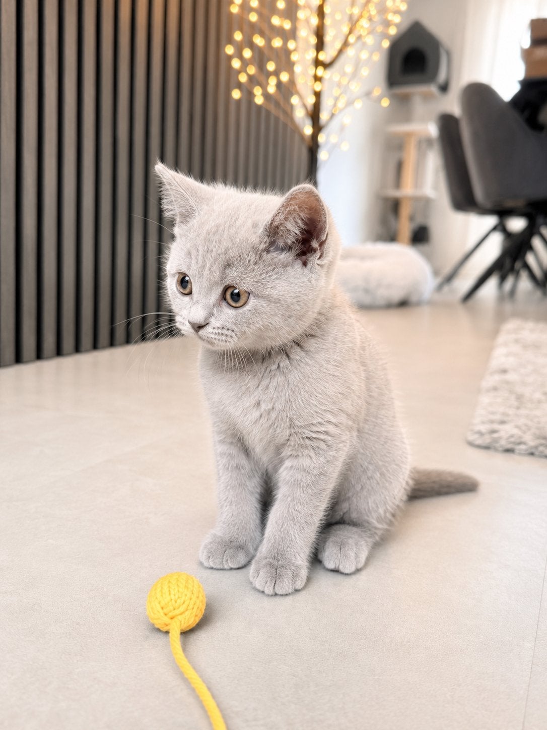 Britse raskatten korthaar kittens te koop, Dieren en Toebehoren, Katten en Kittens | Raskatten | Korthaar, Meerdere dieren, 0 tot 2 jaar