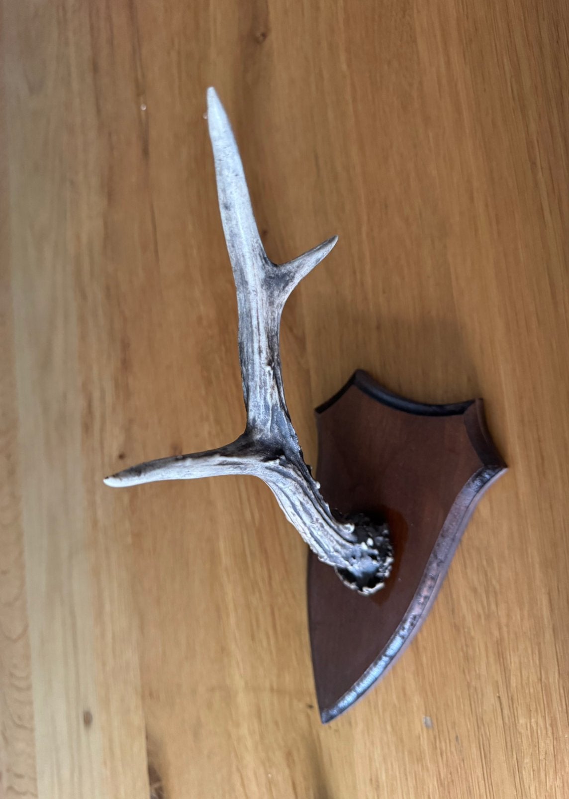 Herten gewei op houten schild, Ophalen of Verzenden, Gebruikt