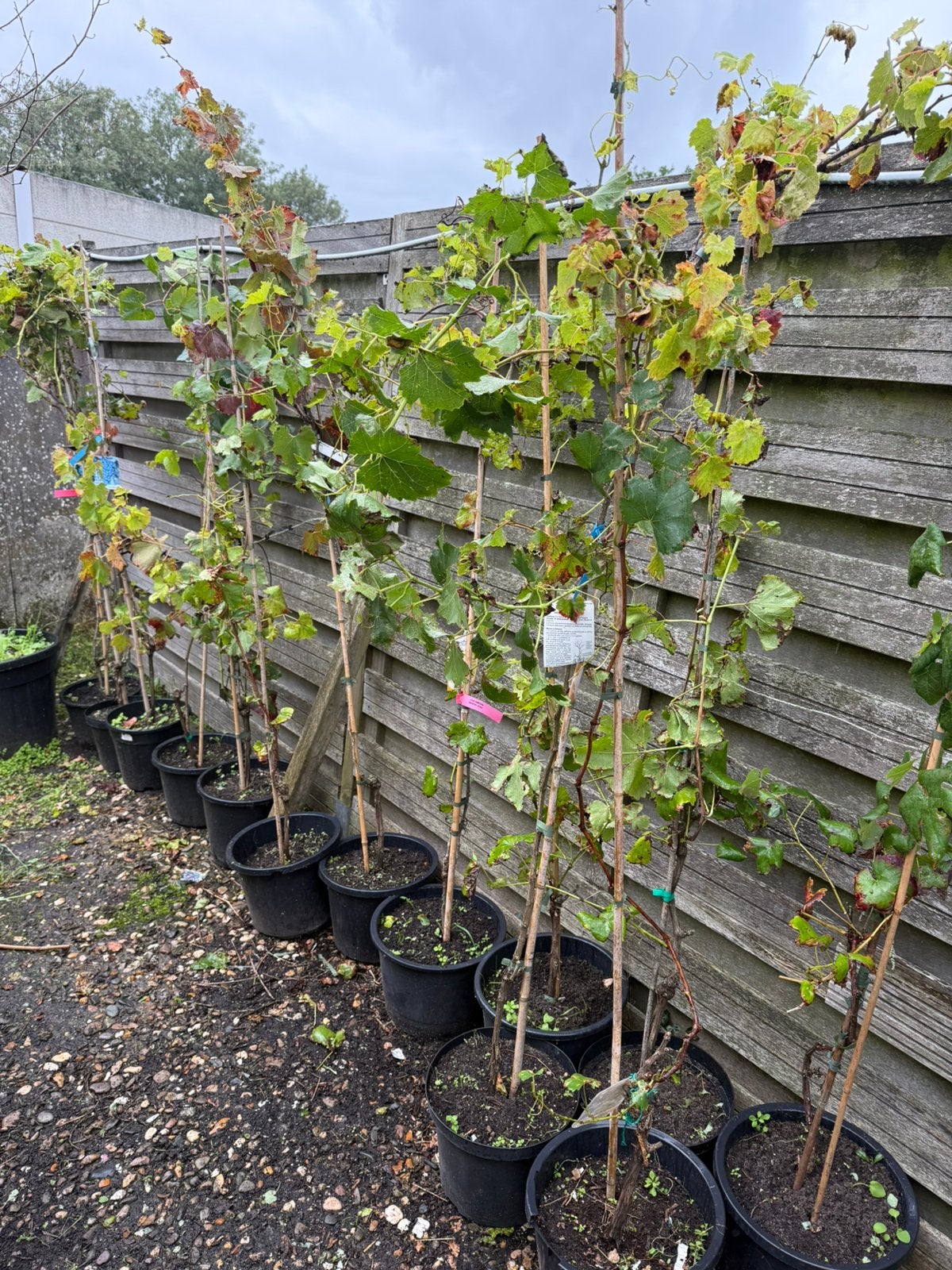 Druiven planten kleur blauw muskaat hebben al druiven gegeve, Ophalen, Volle zon, Vaste plant, Klimplanten