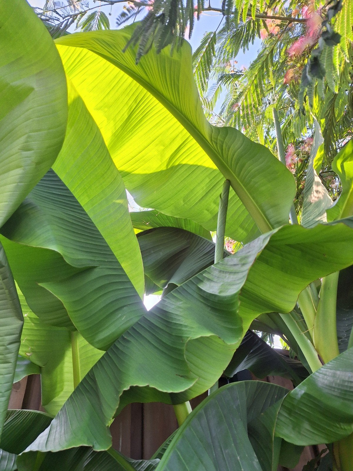 Bananenboom winterhard musa basjoo, Tuin en Terras, Ophalen of Verzenden, Vaste plant, Fruitplanten, Volle zon