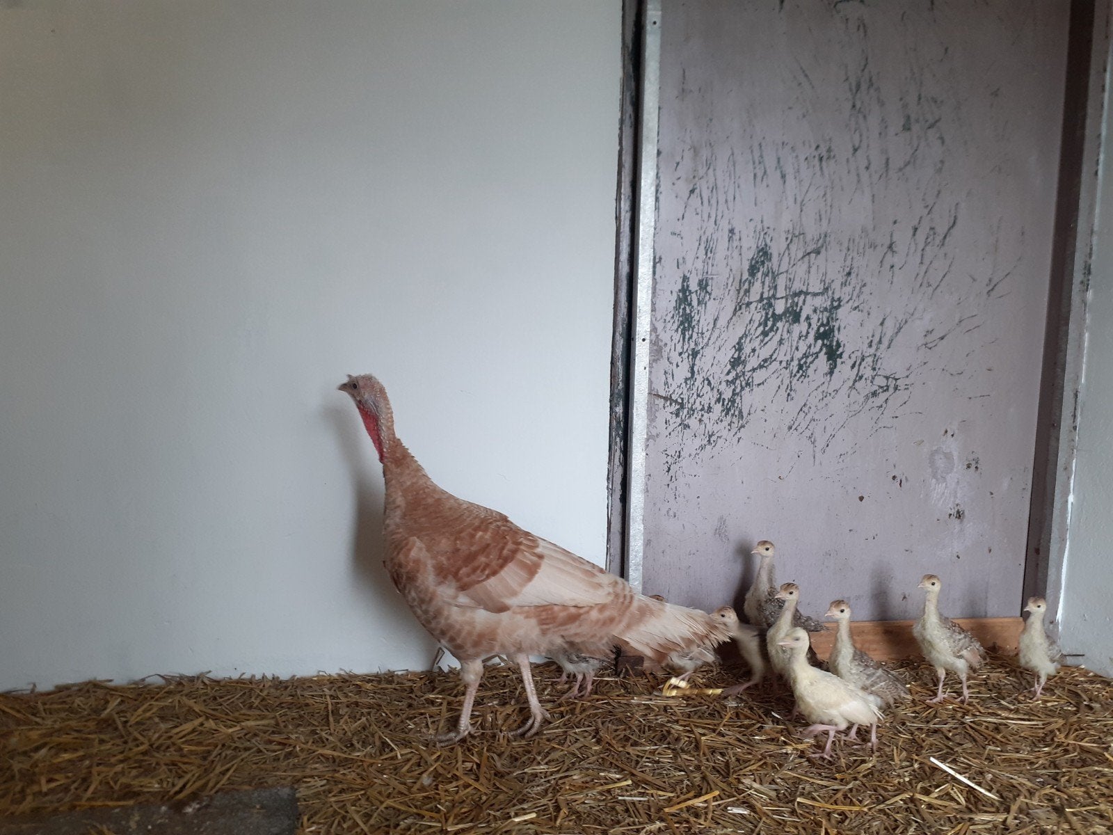 Kalkoen met of zonder kuikens., Meerdere dieren, Kip