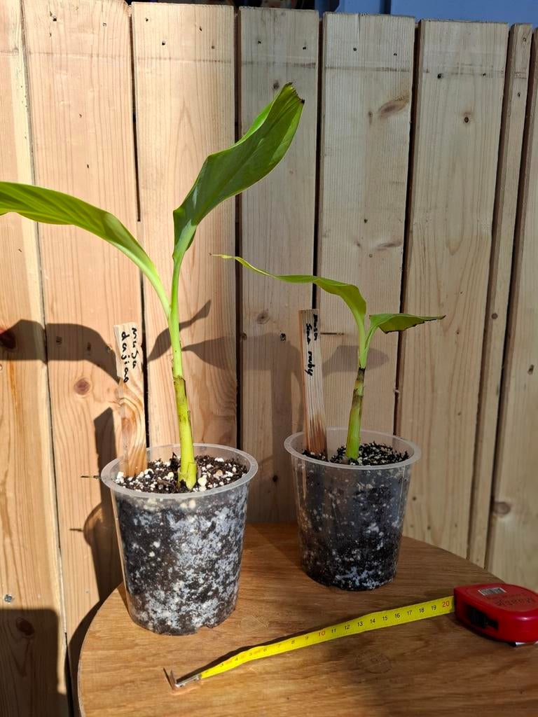 Bananenplanten, Ophalen of Verzenden, Bloeit niet, Overige soorten, Volle zon