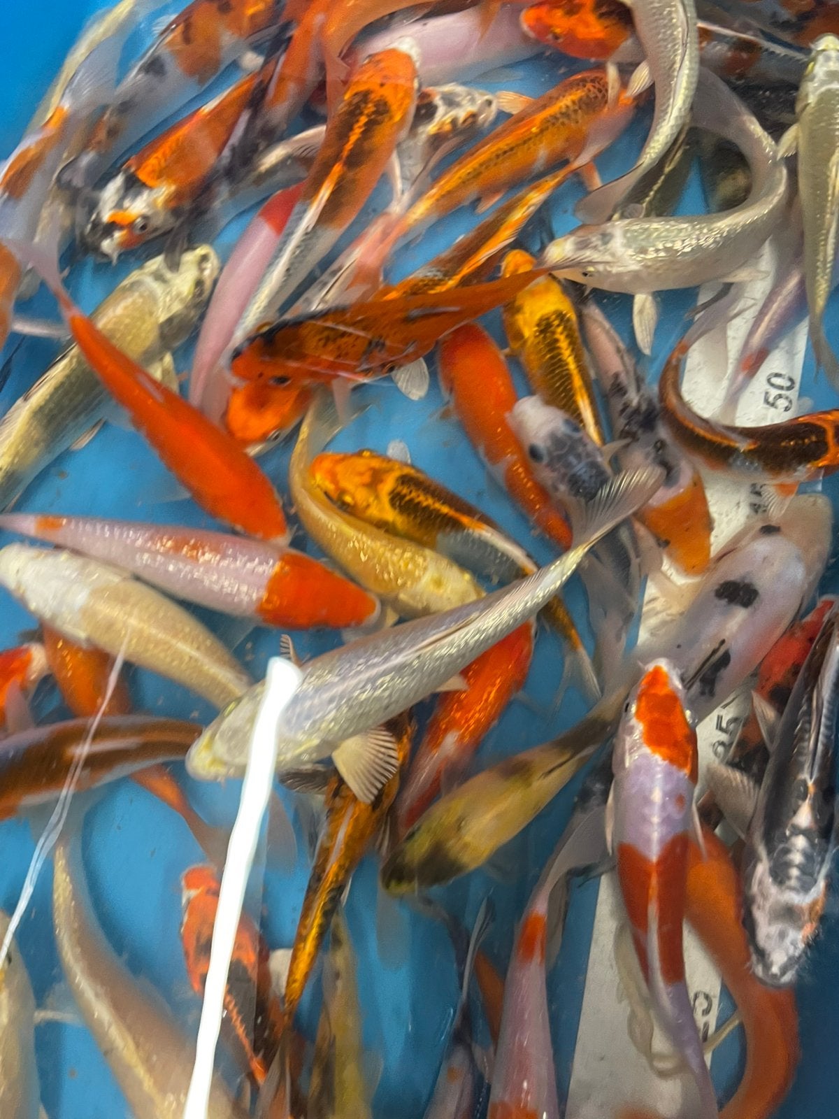 Mooie japanse koi uitzoeken 5 voor 150€, Dieren en Toebehoren, Karper of Koi