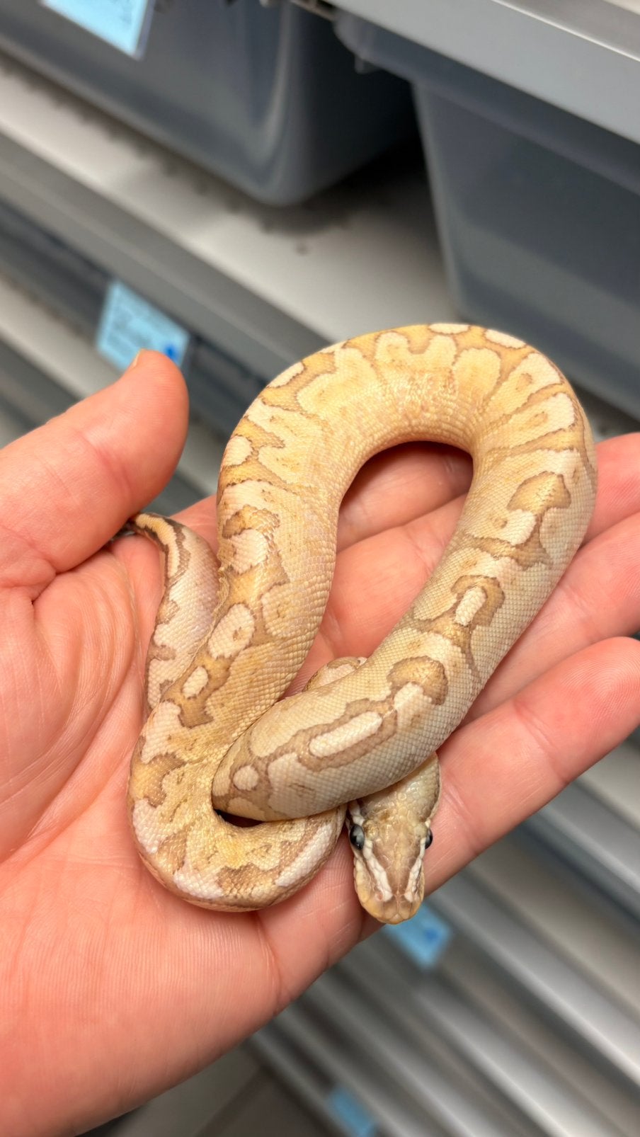 Bamboo enchi red stripe 100% desert ghost ball python, Slang, 0 tot 2 jaar
