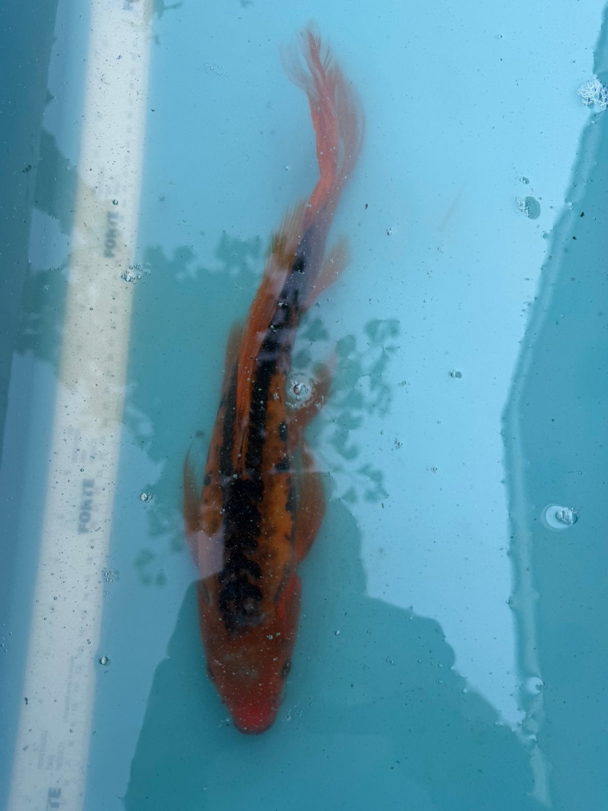 Vlinder koi, Dieren en Toebehoren, Vissen | Vijvervissen, Karper of Koi