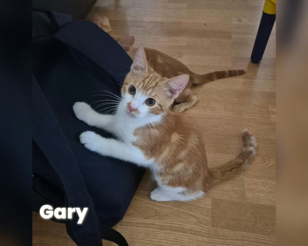 Kittens te Koop (1 voor 50 euro , 2 voor 75 euro), Dieren en Toebehoren, Meerdere dieren, Kortharig, 0 tot 2 jaar