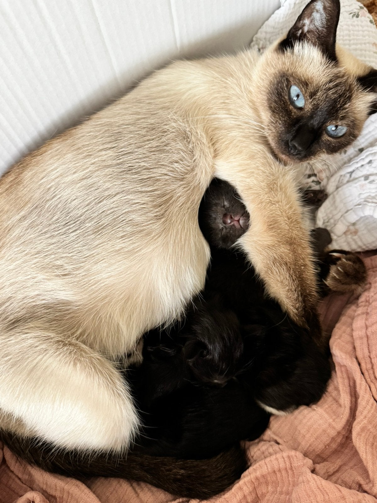 3 half siameese/ragdoll kittens geboren!, Meerdere dieren, Gechipt, 0 tot 2 jaar