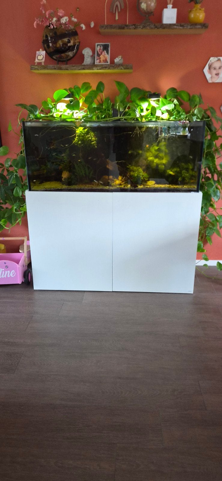 Aquarium Aquaja 535 om te bouwen naar zeeaquarium, Gebruikt, Overige merken, Gevuld zoetwateraquarium, Ophalen