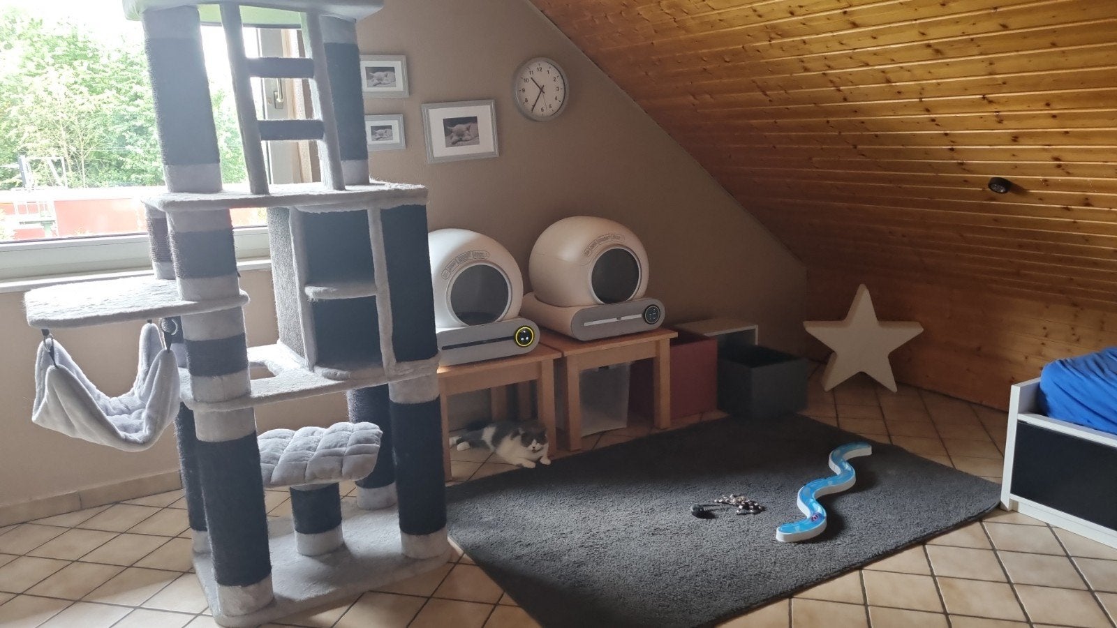 Kattenopvang kattenpension de Kattenkamer Kattentrimsalon