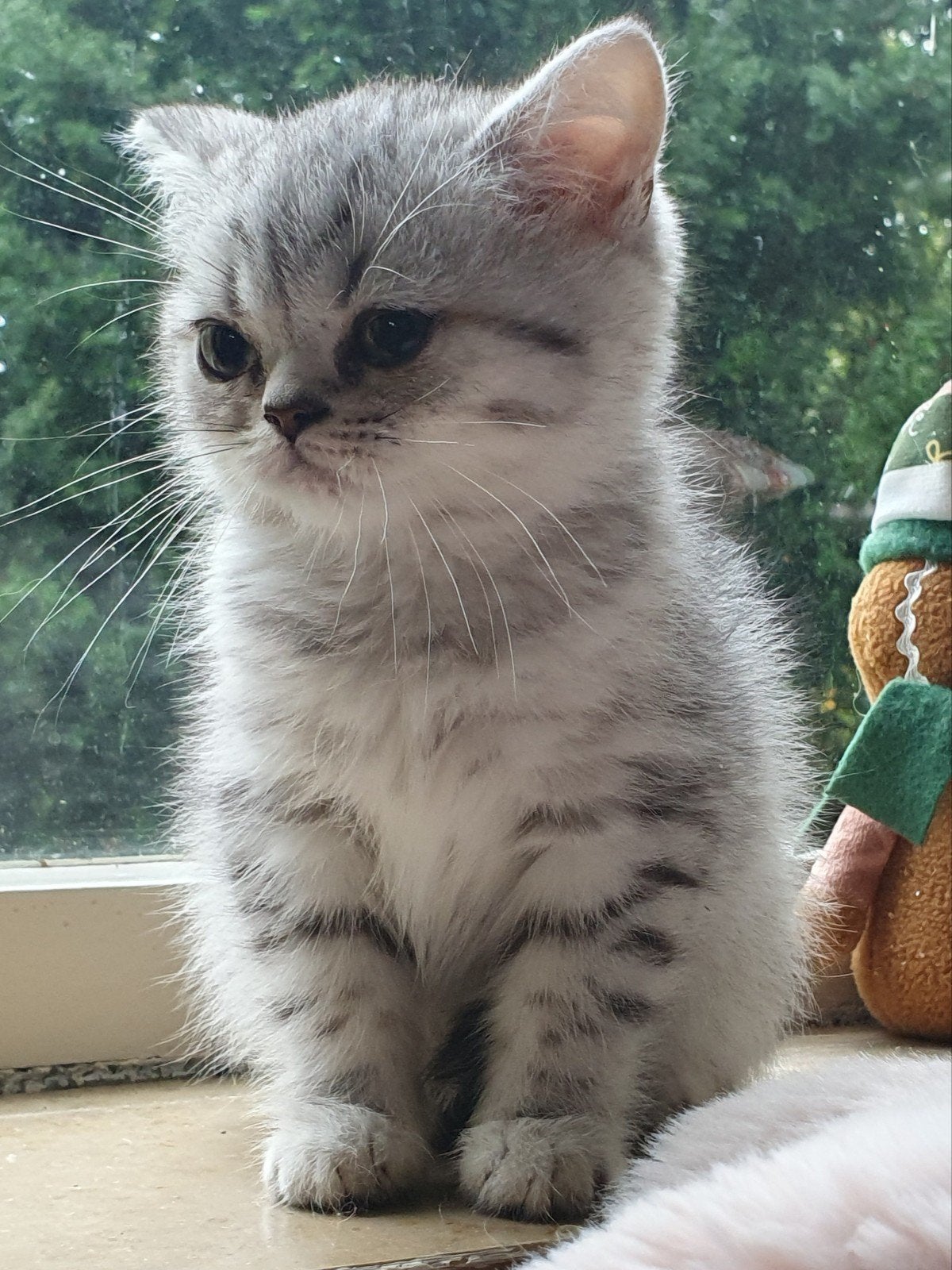 Brits Korthaar kitten, Kater, Ontwormd, 0 tot 2 jaar