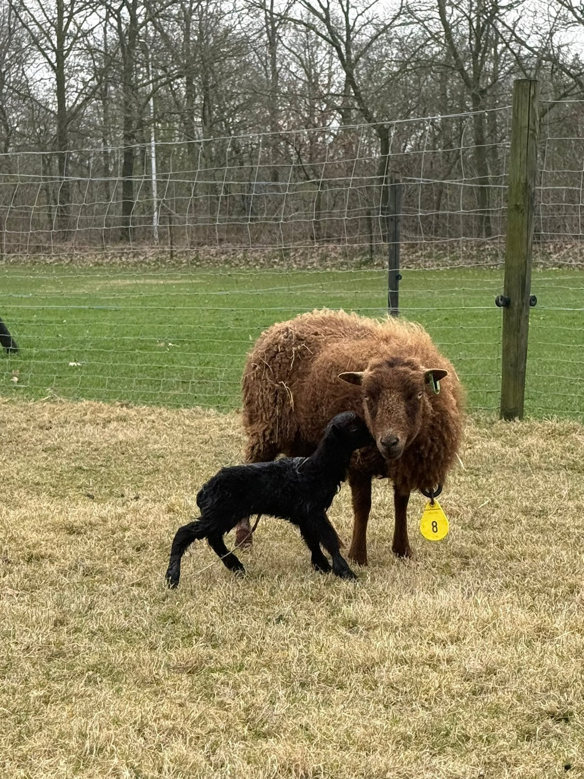 Bruine Ouessant stamboek ooi, Dieren en Toebehoren, Vrouwelijk, Schaap
