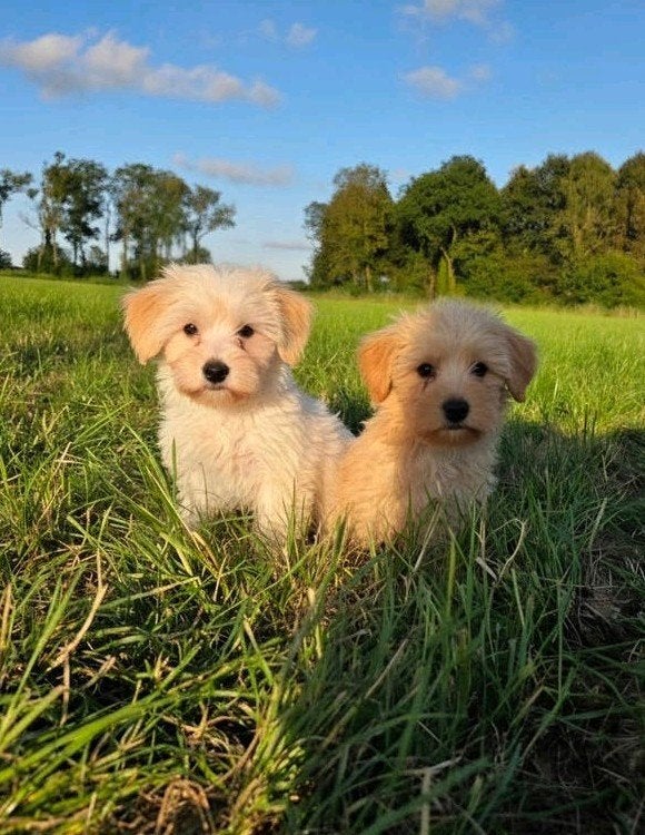 woezel  & Pip  wij zijn beide reutjes, Dieren en Toebehoren, Overige rassen, Meerdere, Meerdere dieren, Nederland