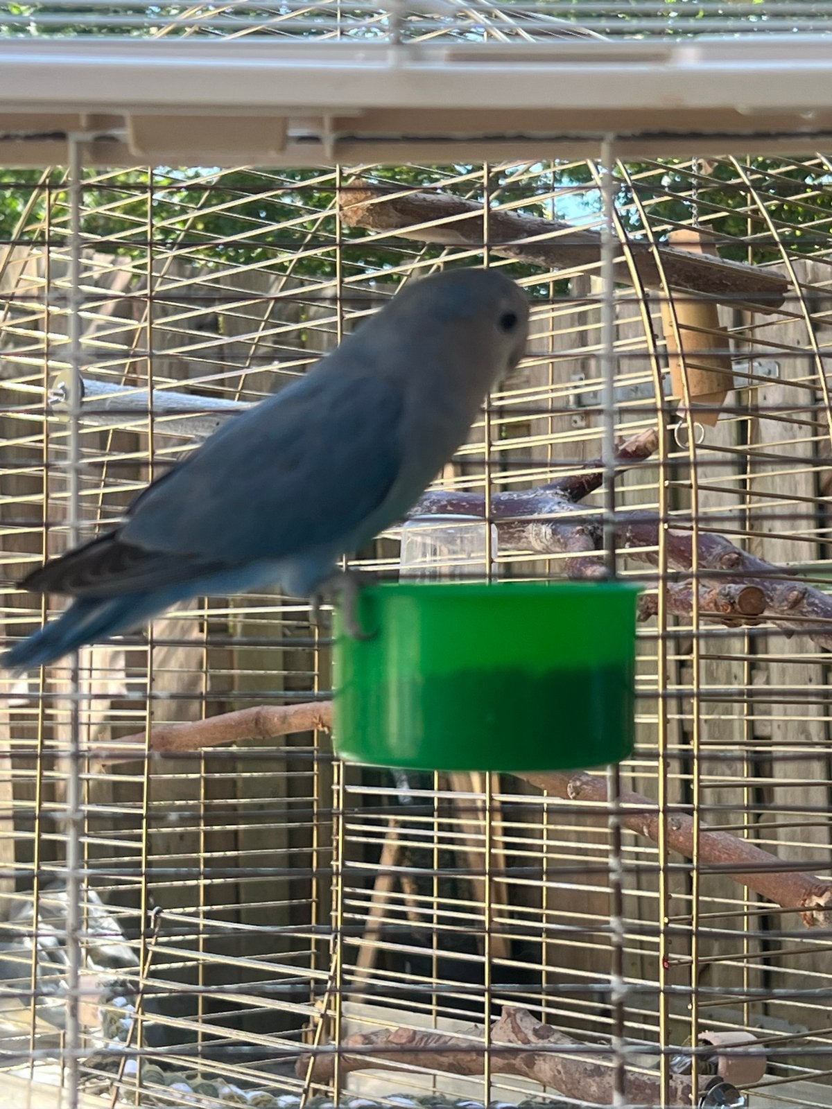 Mooi koppel dwergpapegaai rosecolleis, Dieren en Toebehoren, Vogels | Parkieten en Papegaaien, Geslacht onbekend, Dwergpapegaai of Agapornis