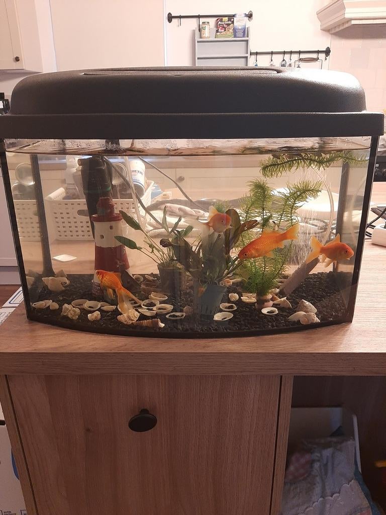 Aquarium met vissen, Ophalen, Gebruikt, Leeg aquarium