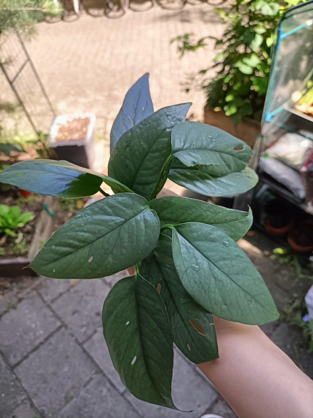 Epipremnum pinnatum cebu blue, Ophalen of Verzenden, Halfschaduw, Minder dan 100 cm