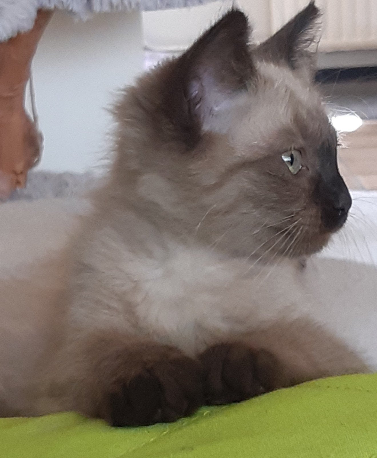 Seal mink  ragdoll kittens mogen over 4 dagen  verhuizen🥰, Meerdere dieren, Gechipt