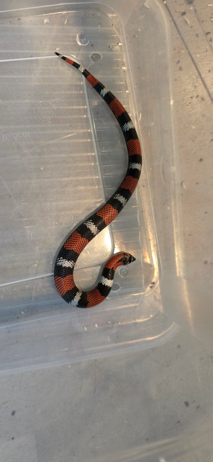 verschillende haakneusjes Hognose Snake photo 5