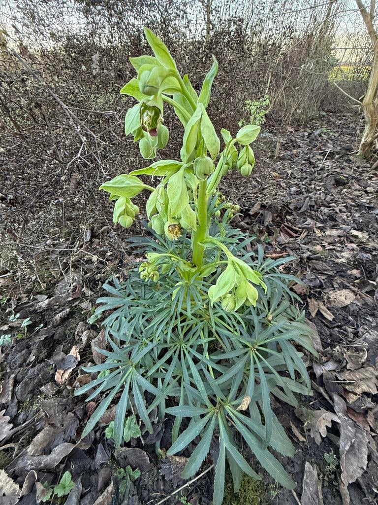 Helleborus Foetidus - Kerstroos, Overige soorten, Vaste plant, Ophalen of Verzenden, Halfschaduw