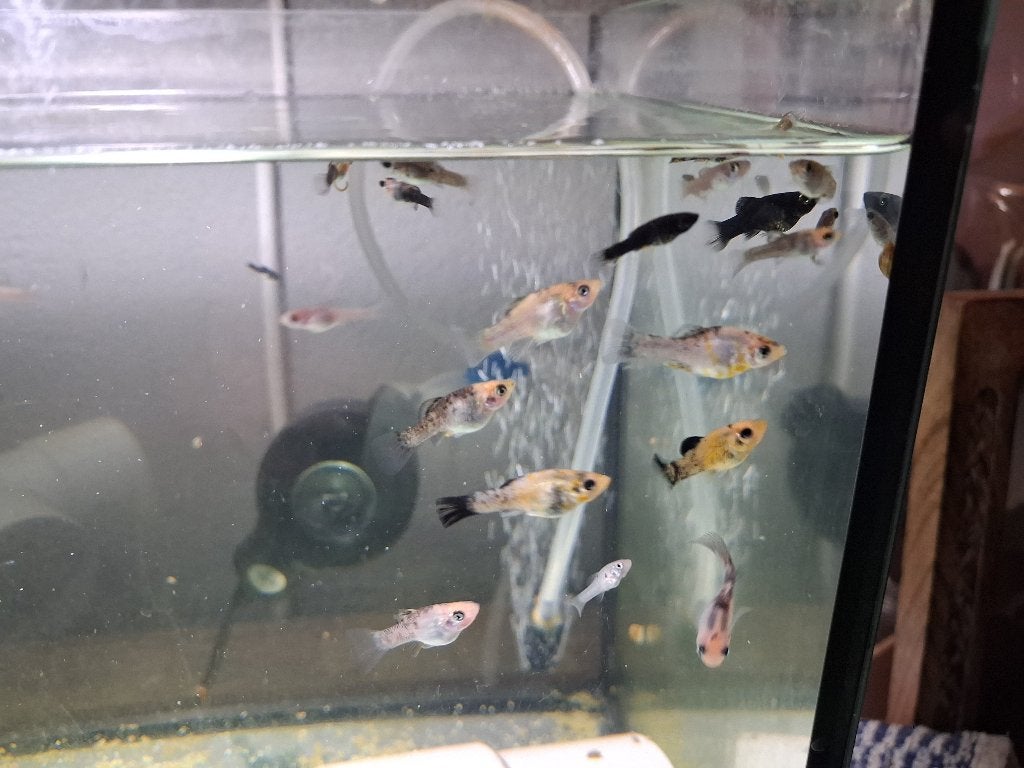 Diverse mollys, Dieren en Toebehoren, Vissen | Aquariumvissen, Vis, Zoetwatervis, Schoolvis