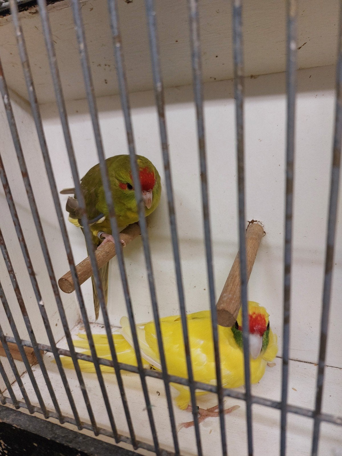 kakarikies koppel 3, Dieren en Toebehoren, Vogels | Parkieten en Papegaaien, Meerdere dieren, Parkiet
