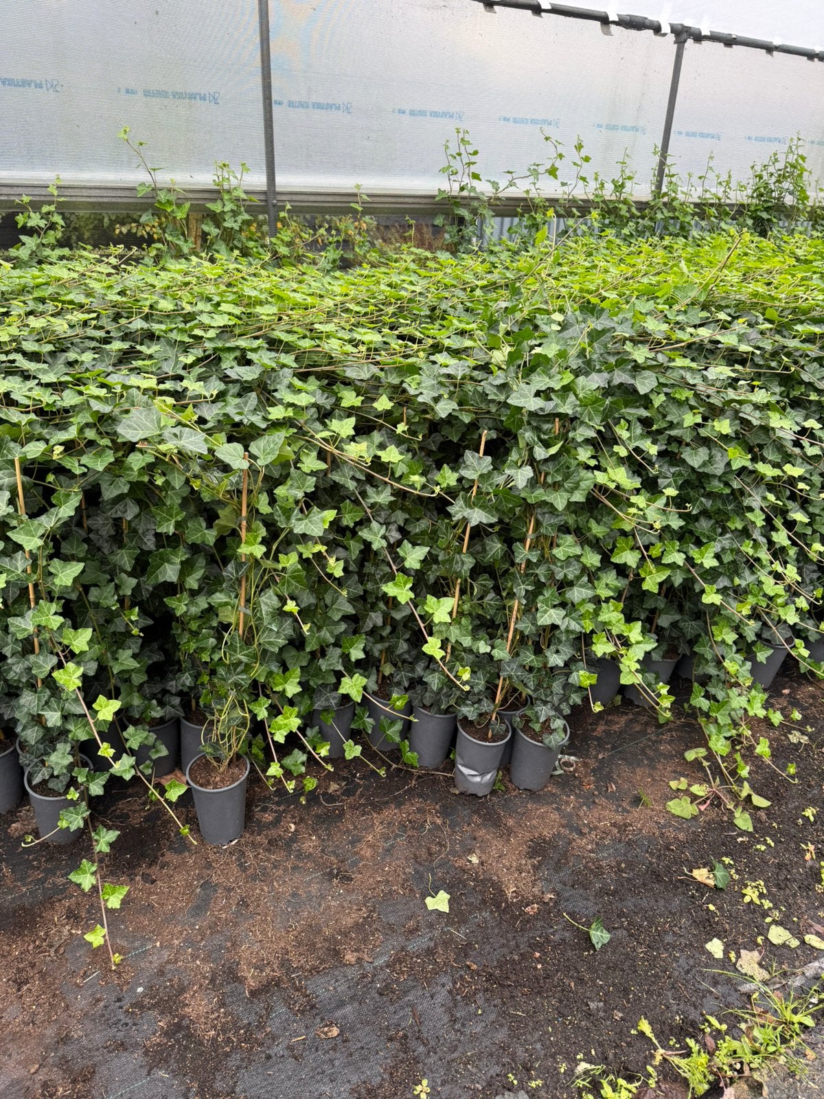 Hedera super frisse planten stok 1 meter plant 175cm pst2,95, Ophalen, Bloeit niet, Klimplanten, Halfschaduw