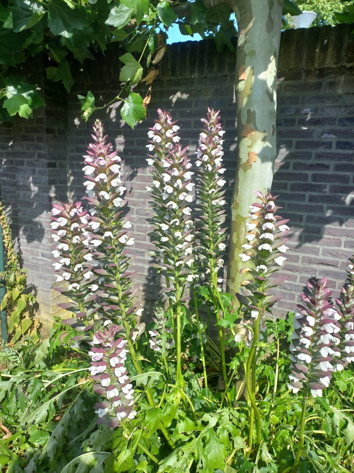 Acanthus mollis - Stekelige berenklauw, Tuin en Terras, Overige soorten, Volle zon, Vaste plant, Ophalen of Verzenden