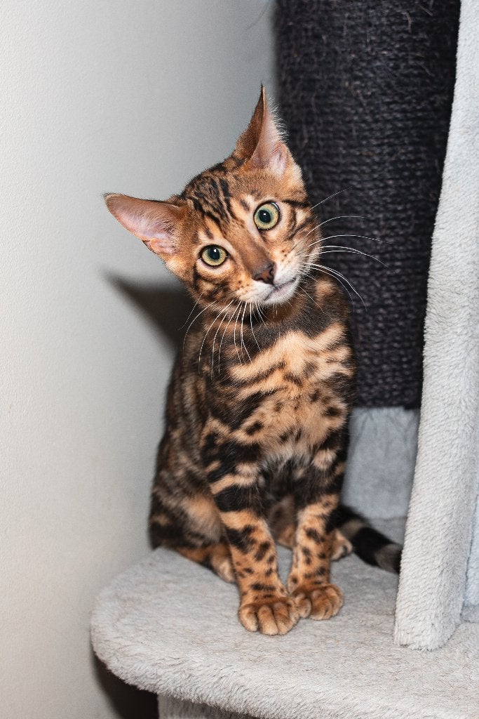 Nog een katertje/Prachtige, contrasterende Bengaalse kittens, Dieren en Toebehoren, Katten en Kittens | Raskatten | Korthaar, Meerdere dieren