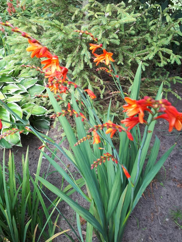 CROCOSMIA met Oranje Bloemen - 40cm Hoog, Ophalen of Verzenden