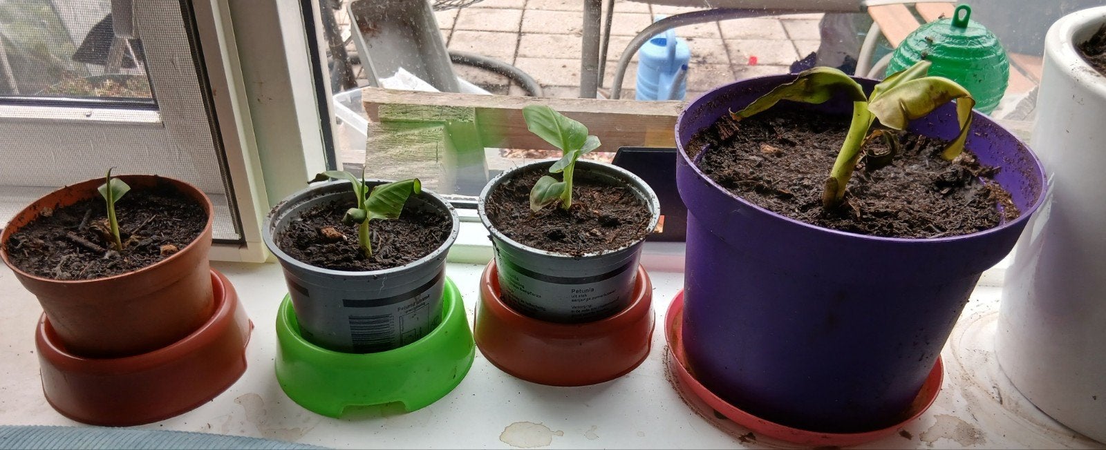 Stekkies van de Musa Dwarf bananenplant - mini variant, Ophalen