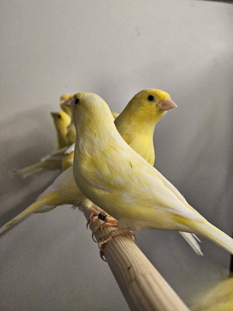 Harzer Roller kanarie | Echte zangkanarie | Mannen en poppen, Dieren en Toebehoren, Meerdere dieren, Zangkanarie