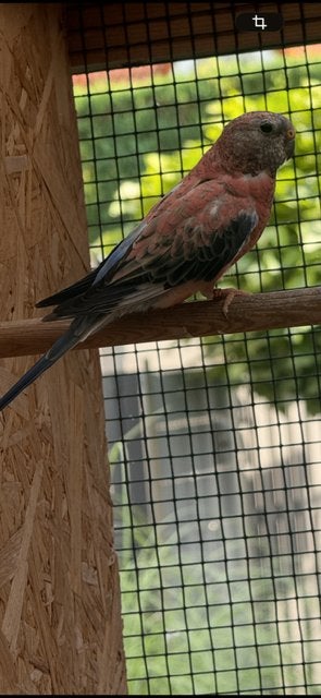 Bourke parkieten, Meerdere dieren, Parkiet, Geringd