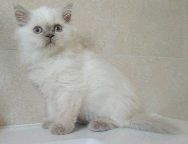 Lieve lilac point Britse kitten, katertje, 2x geënt 2x check, Dieren en Toebehoren, Kater, Ontwormd, 0 tot 2 jaar