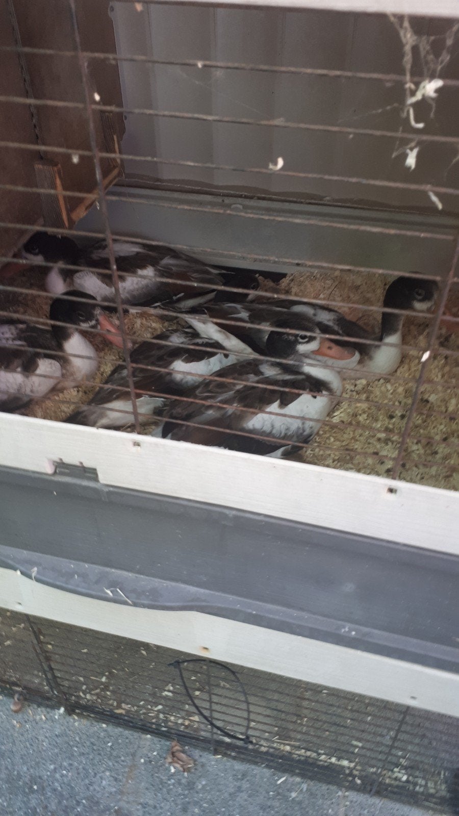 gratis in brengen van u pluimvee alles welkom, Dieren en Toebehoren, Pluimvee, Meerdere dieren, Kip