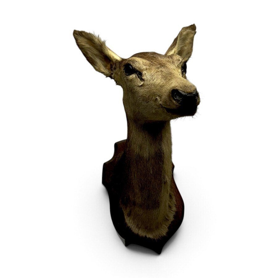 Opgezette ree