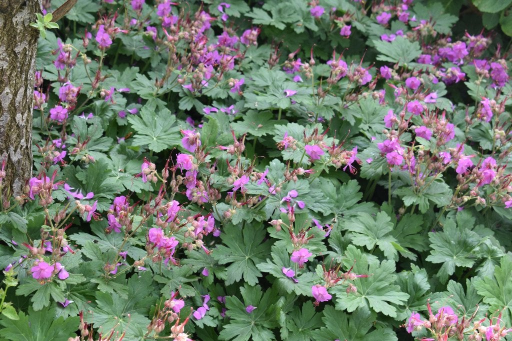 hemelsleutel verbena zenegroen geranium maagdenpalm aster, Tuin en Terras, Planten | Tuinplanten, Ophalen of Verzenden, Volle zon