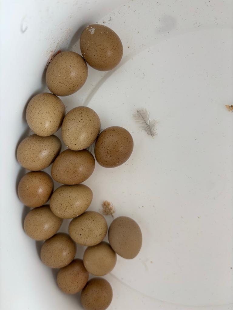 Verse Kwarteleieren chinese dwergkwartel, Ophalen of Verzenden, Nieuw, Overige typen