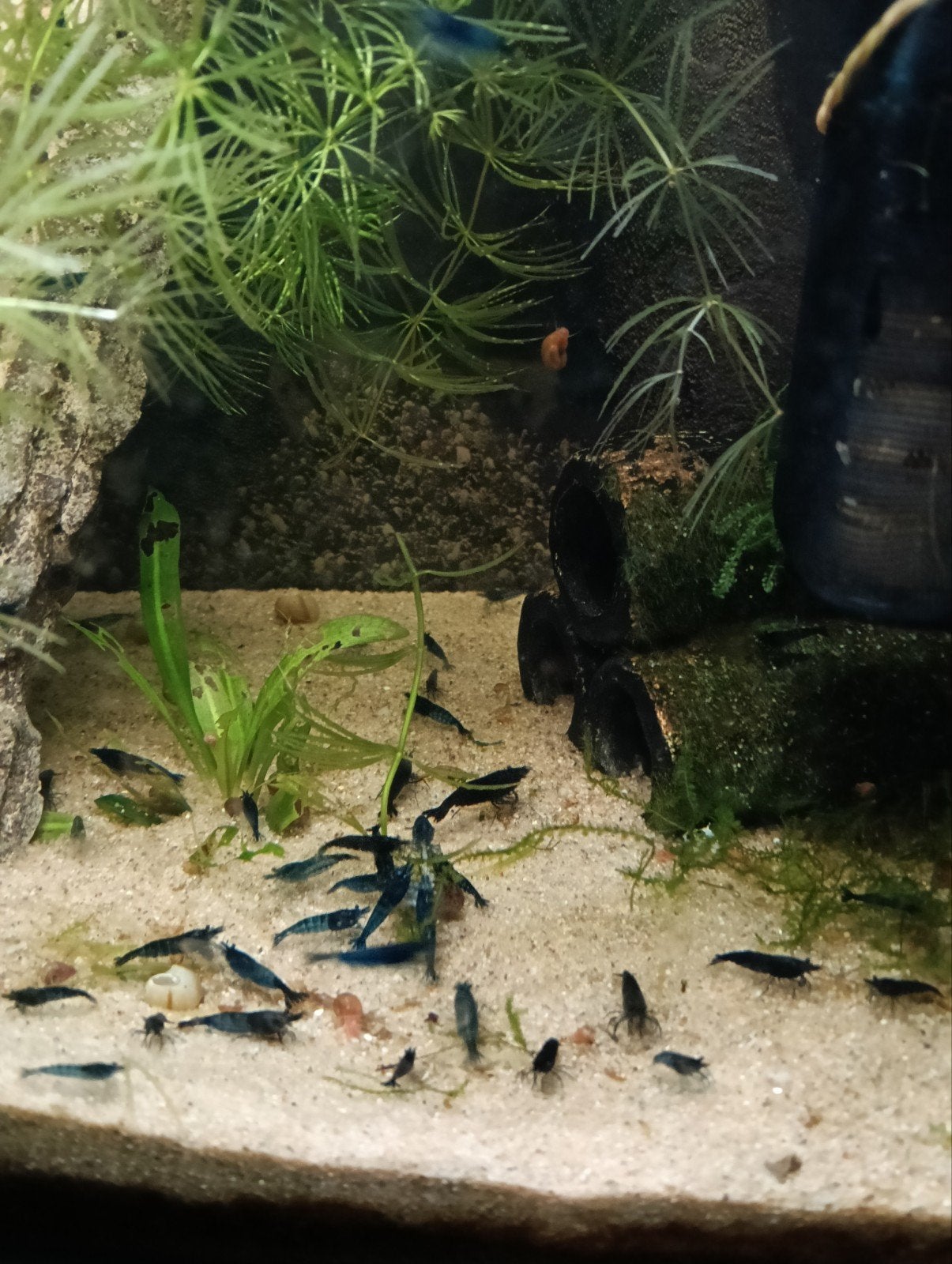 Garnalen, Kreeft, Krab of Garnaal
