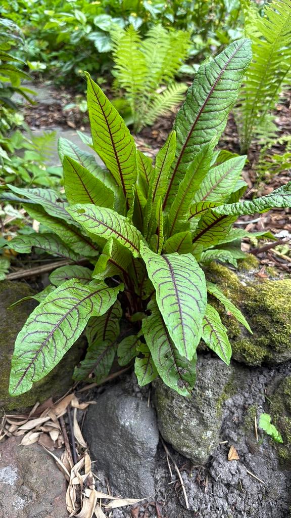 Waterzuuring, Tuin en Terras, Vaste plant, Bloeit niet, Halfschaduw, Ophalen