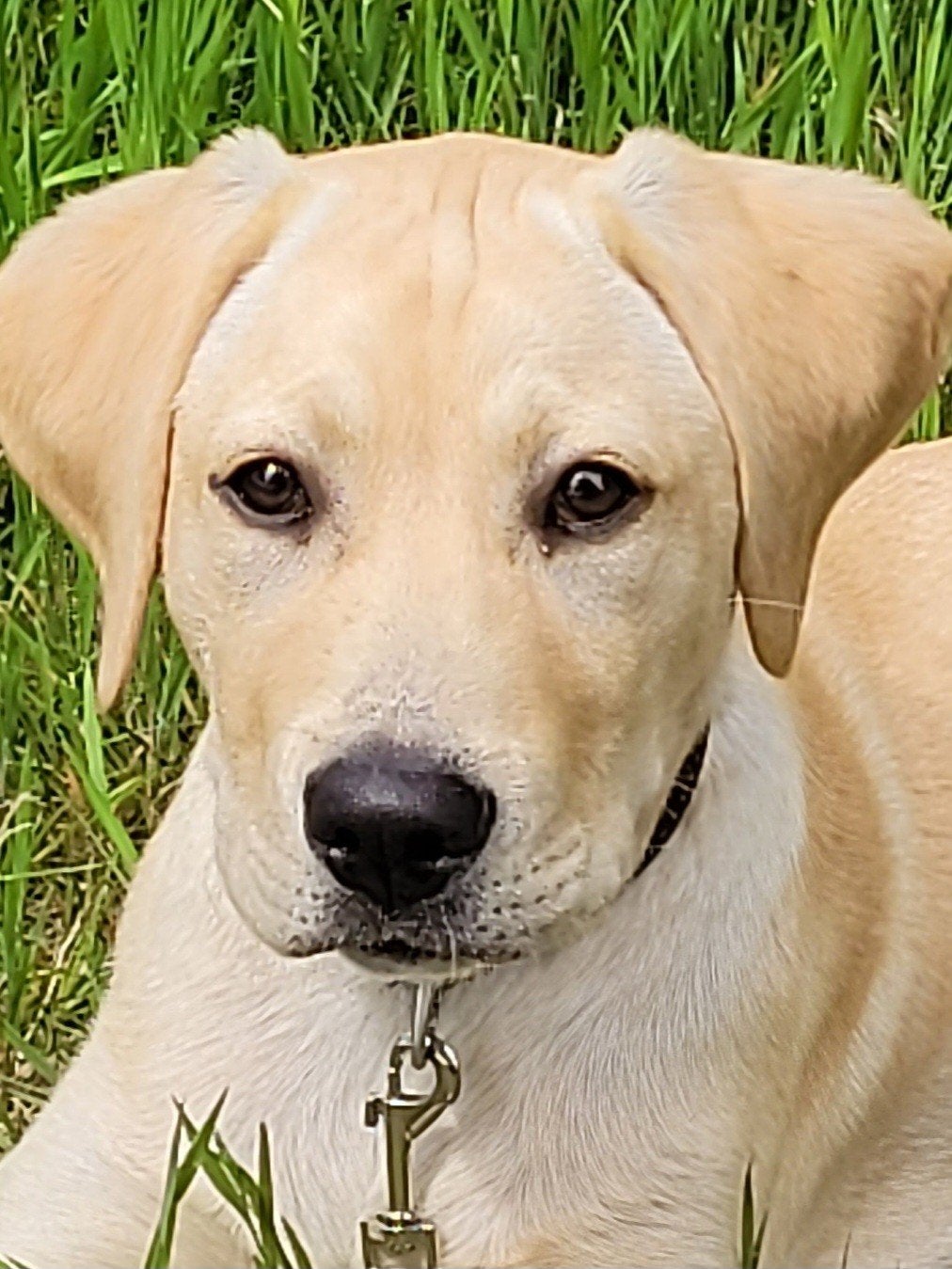 Liefdevol gezin gezocht voor enthousiaste Labrador Retriever, 15 weken tot 1 jaar, Reu, Labrador retriever, Eén hond