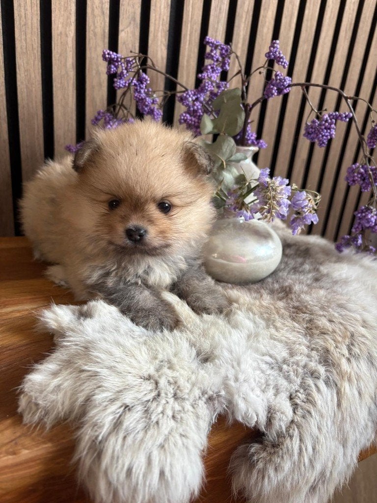 Pomeriaan pup, 8 tot 15 weken, Teef, Eén hond, Nederland