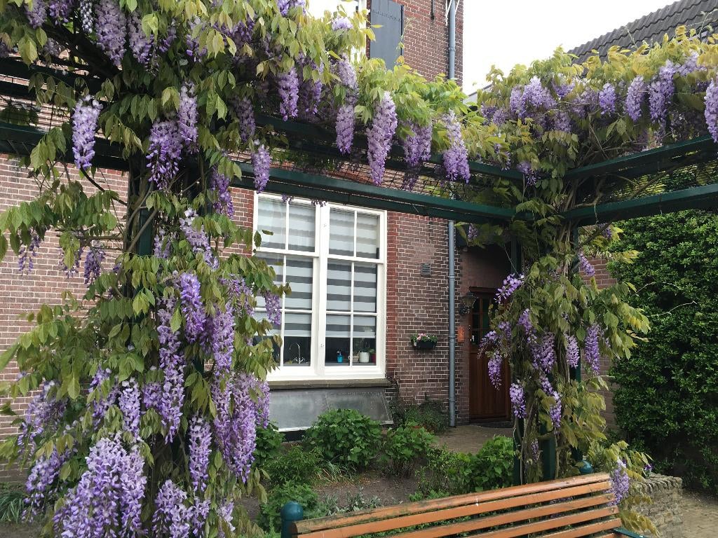 Aanbieding: Blauwe Regen met (bloem)knoppen 150-175 cm hoog!, Volle zon, Vaste plant, Ophalen of Verzenden, Klimplanten