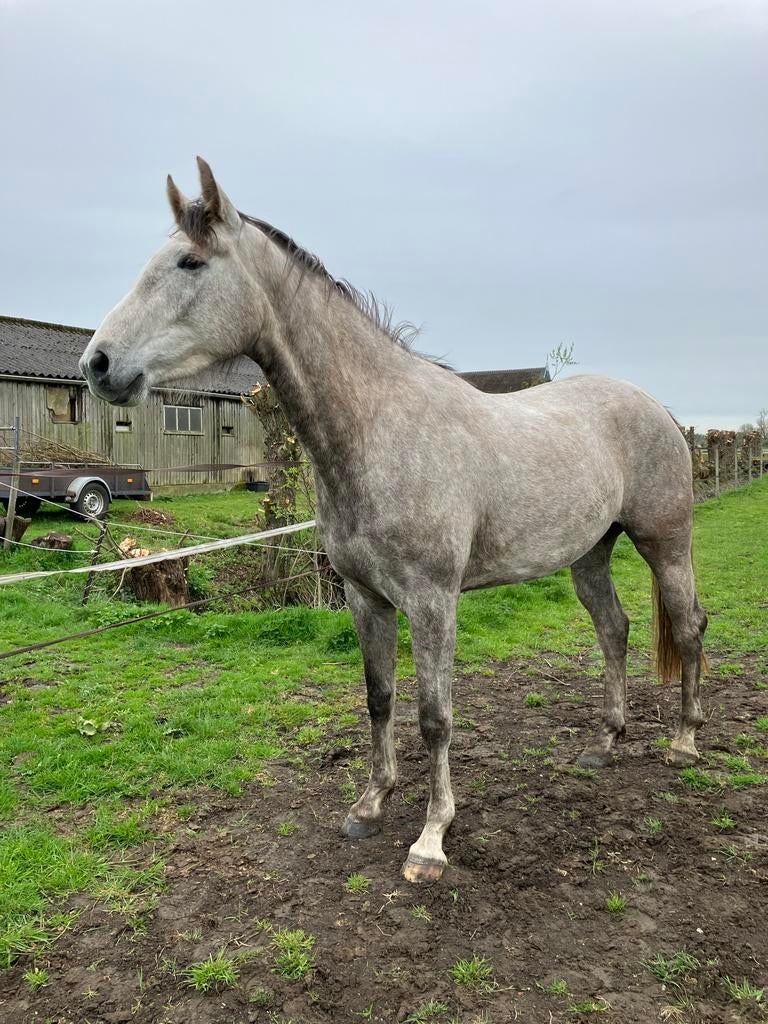 4 jarige New Pleasure x Zirocco Blue merrie, Dieren en Toebehoren, Paarden, Merrie, Springpaard, Met stamboom, Onbeleerd
