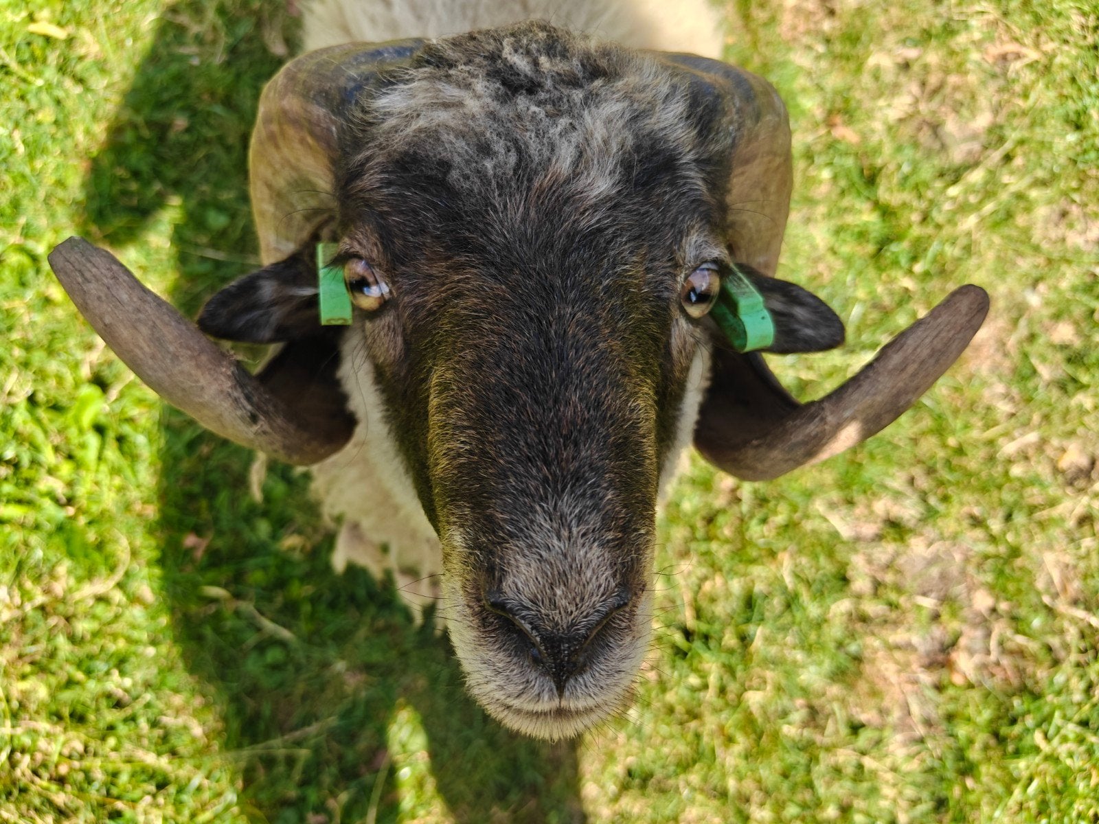 Twee Ouessant rammetjes, Mannelijk, Schaap, 0 tot 2 jaar