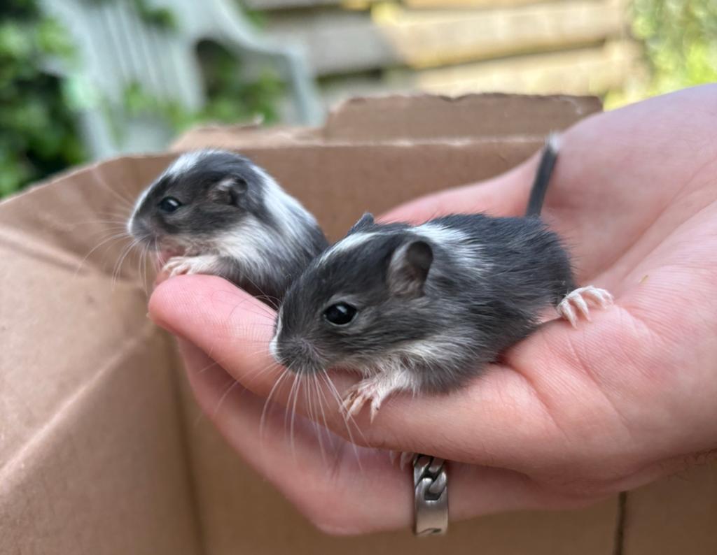 Lieve vrouwelijke gerbils, Vrouwelijk, Mei, Overige typen, Tam