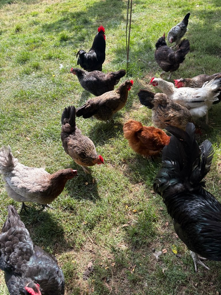 Kippen te Koop, Dieren en Toebehoren, Pluimvee, Meerdere dieren, Kip