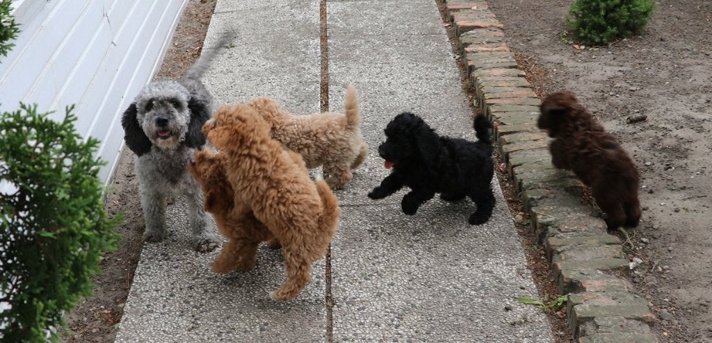dwerg doodle pups, Parvo, Overige rassen, 8 tot 15 weken, Meerdere