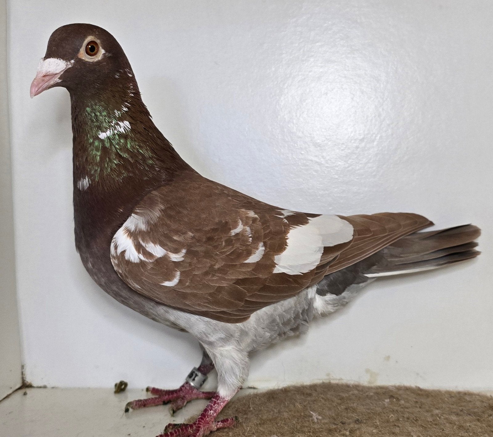 Kleurpostduiven postduiven duiven, Dieren en Toebehoren, Meerdere dieren, Postduif