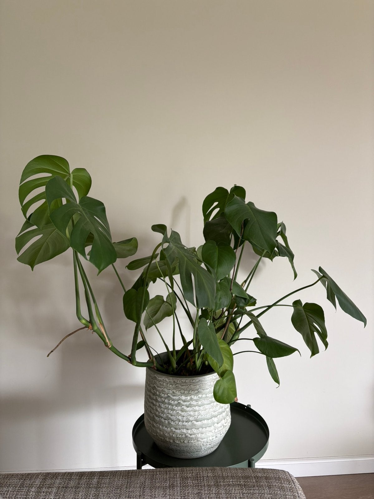 Monstera - gatenplant, Ophalen, Halfschaduw, Minder dan 100 cm