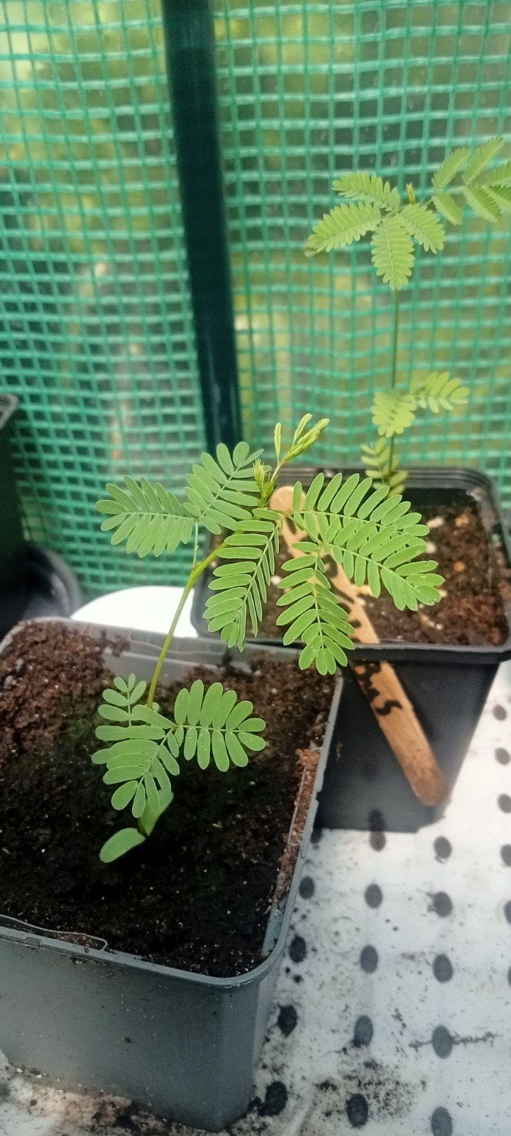 Desmanthus leptolobus - Prairie mimosa planten, Volle zon, Minder dan 100 cm, Zomer, Overige soorten