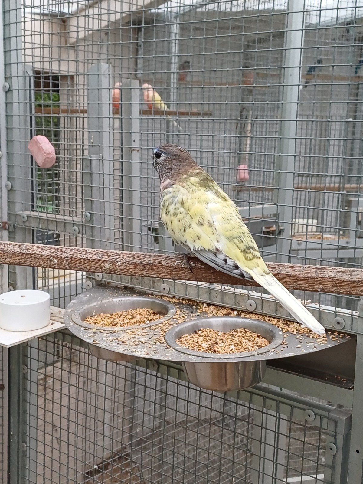Tekoop gezoomde wildkleur man bourks bourkes, Mannelijk, Parkiet